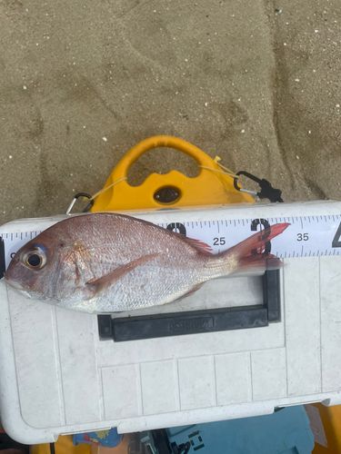 タイの釣果