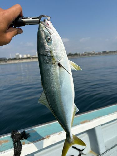イナダの釣果