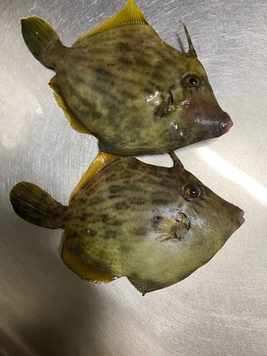 カワハギの釣果