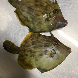 カワハギ