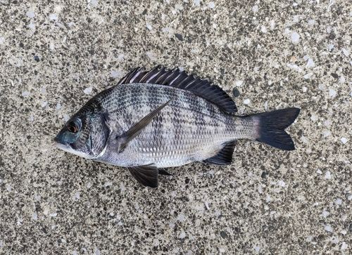 クロダイの釣果