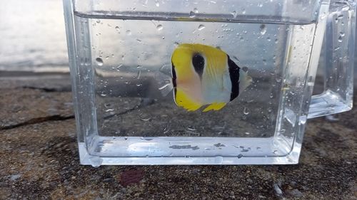 チョウチョウウオの釣果