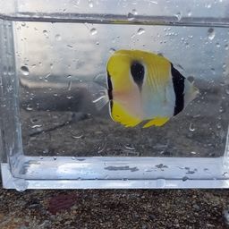 チョウチョウウオ