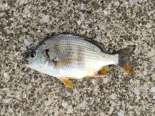キビレの釣果