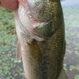 ラージマウスバス