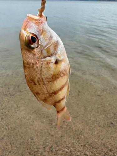チャリコの釣果