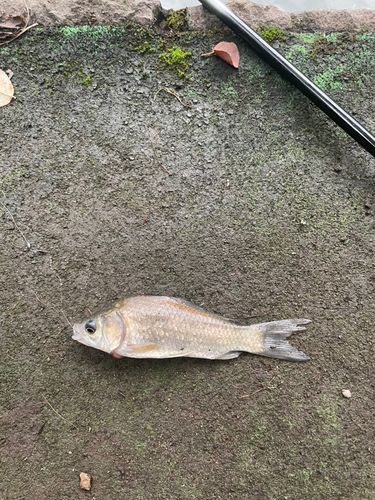 マブナの釣果