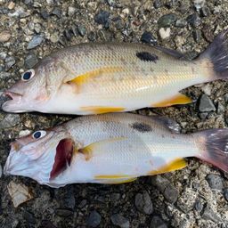 クロホシフエダイ