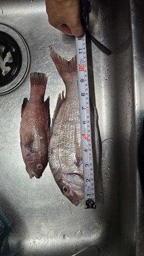 マダイの釣果