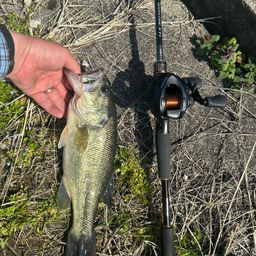 ラージマウスバス