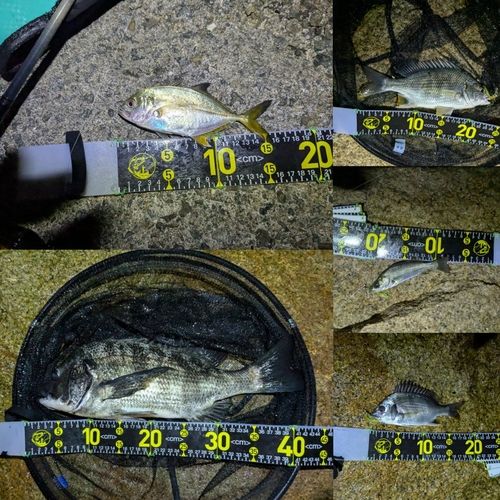 メッキの釣果