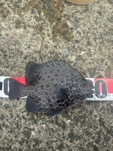イシガキダイの釣果