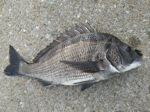 クロダイの釣果