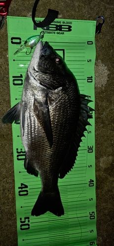 チヌの釣果