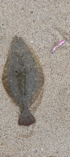 ソゲの釣果
