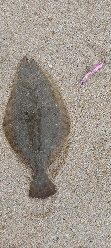 ソゲの釣果