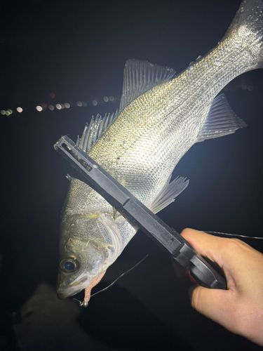 セイゴ（ヒラスズキ）の釣果