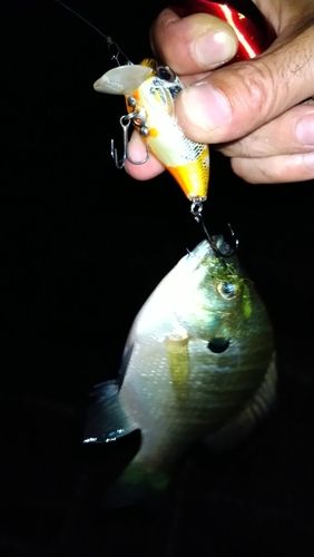 ブルーギルの釣果