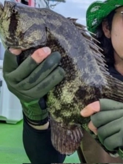 マツダイの釣果
