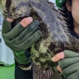 マツダイ