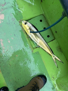 シイラの釣果