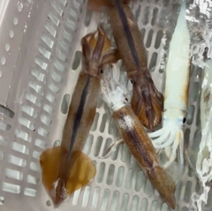 スルメイカの釣果