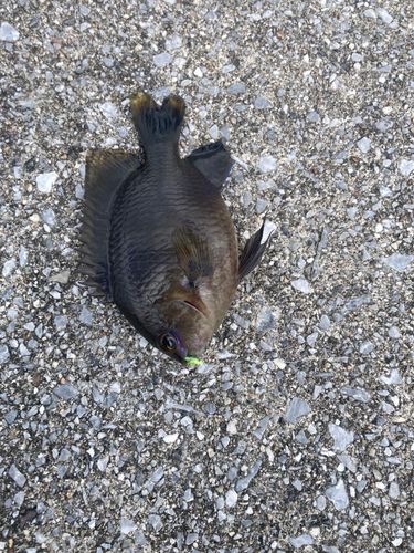スズメダイの釣果