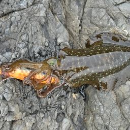 アオリイカ