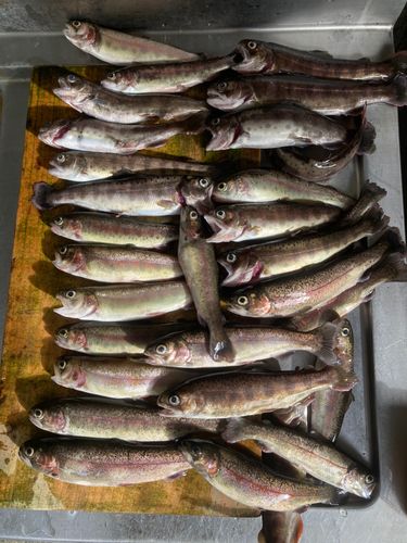 ヤマメの釣果