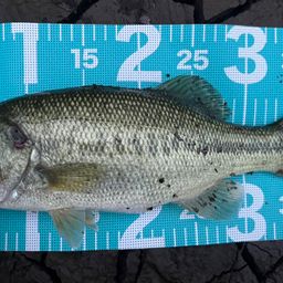 ラージマウスバス