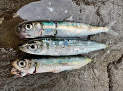 マイワシの釣果