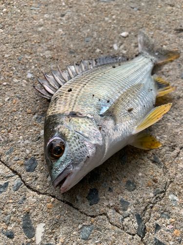 キビレの釣果