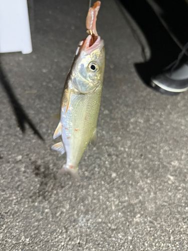 ウグイの釣果
