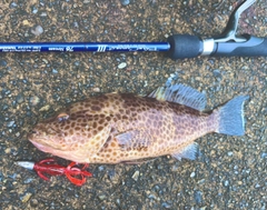 オオモンハタの釣果