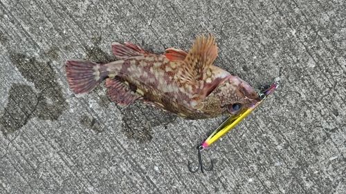 カサゴの釣果