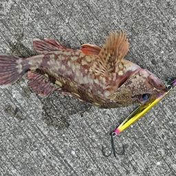 カサゴ