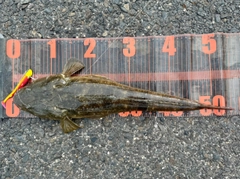 マゴチの釣果