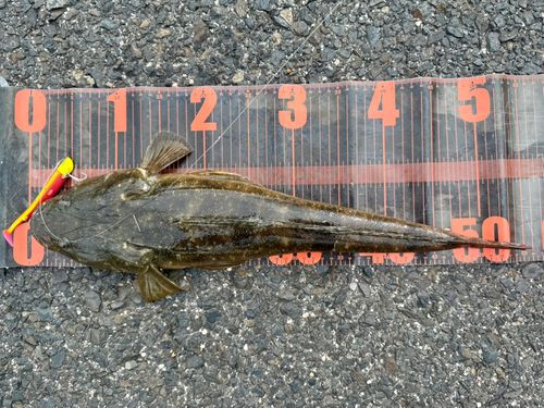 マゴチの釣果