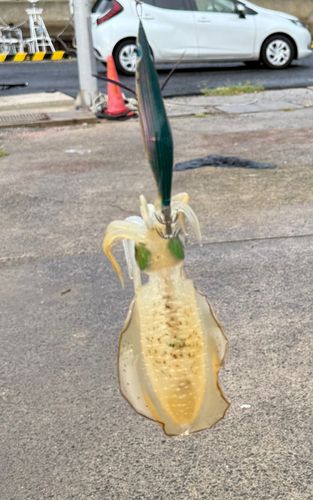 玄界灘