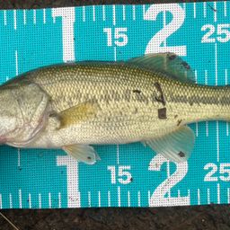 ラージマウスバス