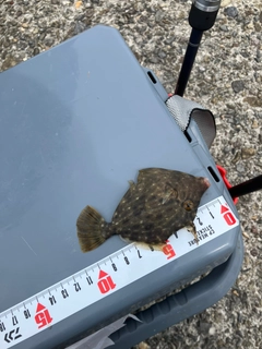 カワハギの釣果