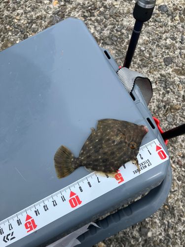 カワハギの釣果