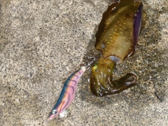 アオリイカの釣果