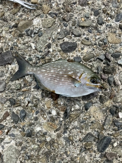 イスズミの釣果