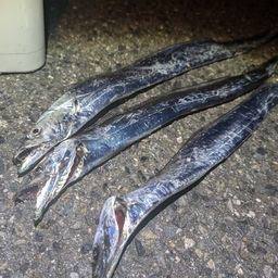 タチウオ
