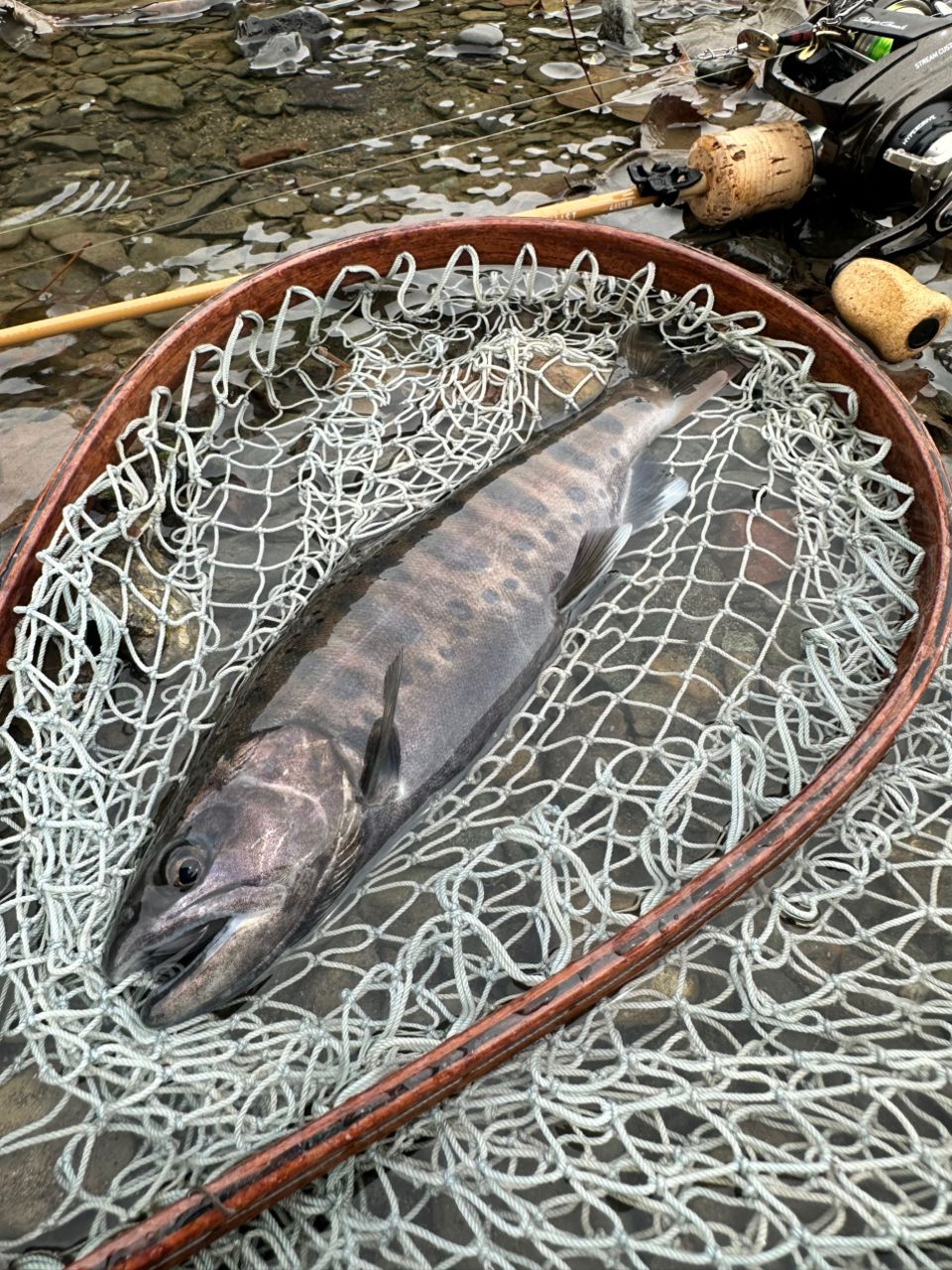 ダイワ ピュアリスト46ULB・W /Daiwa PURELIST46ULB・W DAIWA（釣り） ダイワ '23 PURELIST(ピュアリスト) 46ULB