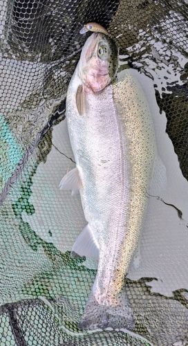 ニジマスの釣果