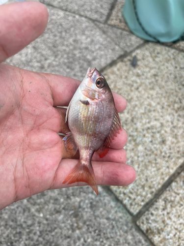 小名浜港アクアマリンふくしま周辺