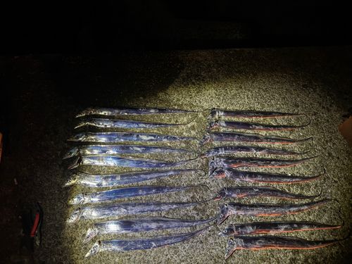 タチウオの釣果