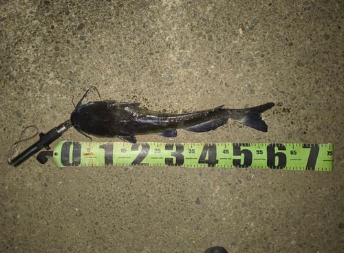 アメリカナマズの釣果